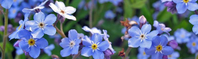 Forget Me Not Perennial 2 sized
