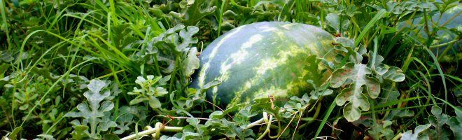 mpfg101-melons