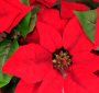 red-poinsettia-s