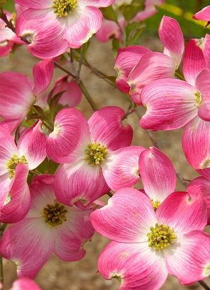 dogwood1