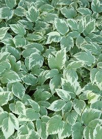 Snow on the Mountain Aegopodium Perennial sized