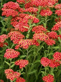 Yarrow Achillea Perennial sized