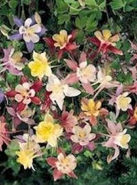 aquilegia oragami mix