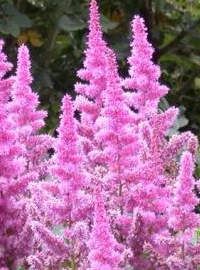astilbe