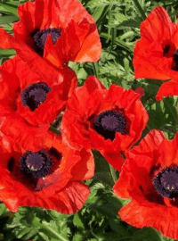 beauty of livermore poppy sized