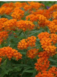 butterfly milkweed tuberosa perennial sized
