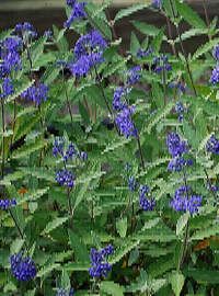 caryopteris cultivars bluebeard