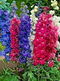 delphinium magic fountain mix perennial 2 sized
