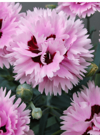 dianthus early bird pinks perennial sized