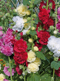 hollyhock charter perennial sized