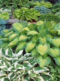 hosta