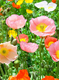iceland champagne bubbles poppy sized