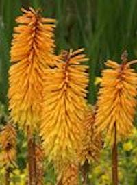 kniphofia harvest moon