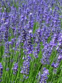 lavender phenomenal sized