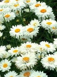 leucanthemum victorian secret
