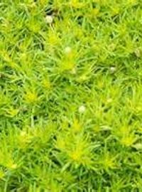 perennial scotch moss