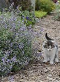 perinnial catmint