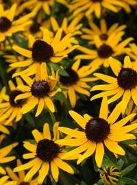 rudbeckia little gold star