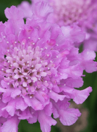scabiosa flutter pink sized