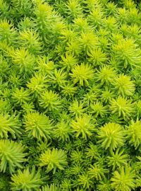 sedum angelinia perennial sized