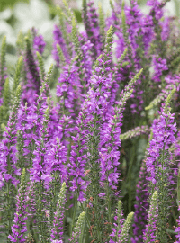 veronica moody blues sized