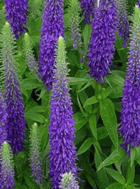 veronica royal candles sized