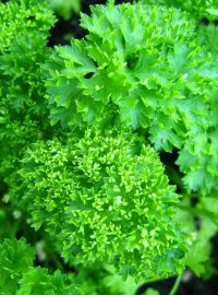 Curled Parsley