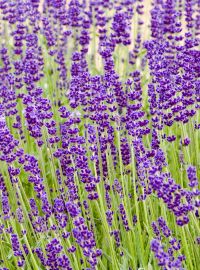 Lavender Munstead