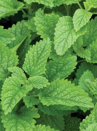  Lemon Balm