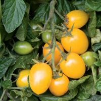 tomato italian gold