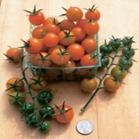 tomato sun gold