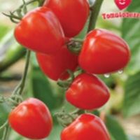 tomato tomatoberry