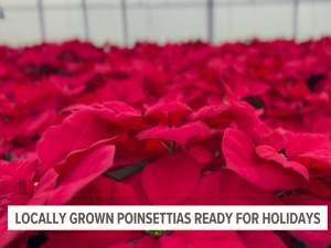 Locally grown poinsettias reflect year&#039;s worth of hard work by York County farm