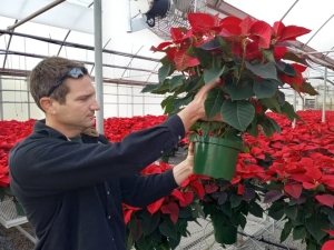 Poinsettias are a Christmas tradition for Miller Plant Farm in Leaders Heights