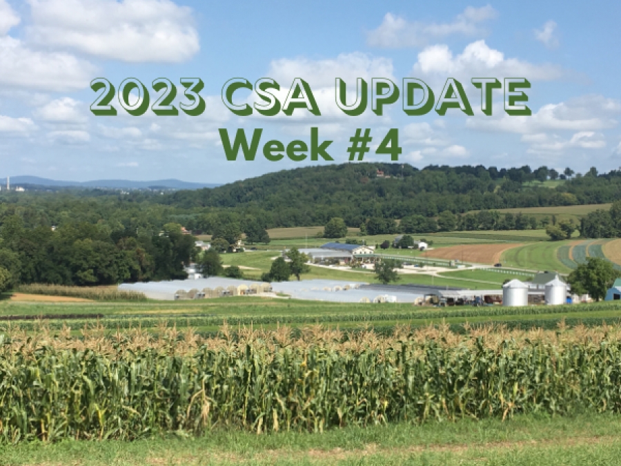 2023 CSA Week 4 Update