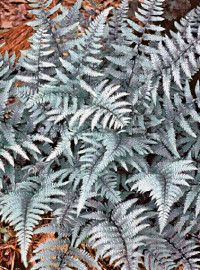 Perennial Ferns