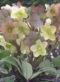 Hellebores