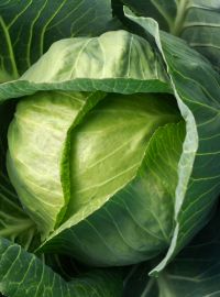 Cabbage