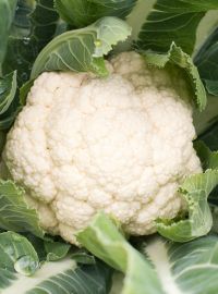 Snow Crown Hybrid Cauliflower