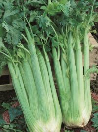 Celery