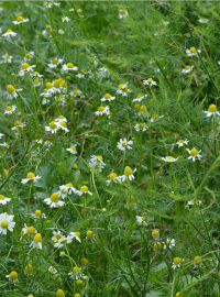 Chamomile