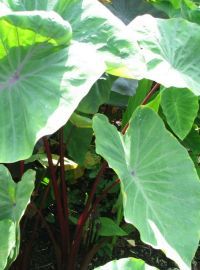 Colocasia / Elephant Ear