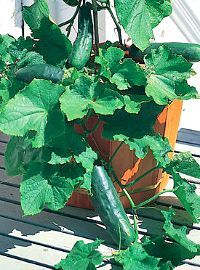 Bush Cucumber / Bush Crop Hybrid