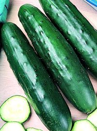 Cucumber / Fanfare Hybrid