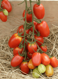Juliet Hybrid Tomato