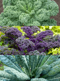 Kale - 3 Variety Mix