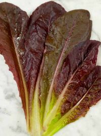 Red Romaine Lettuce