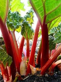 Rhubarb - Victoria