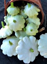 White Bush Scalloped Squash