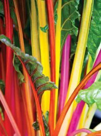 Swiss Chard